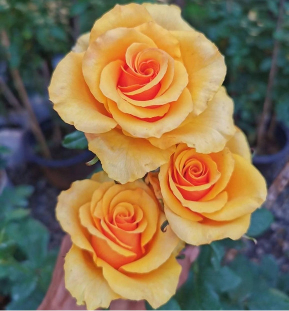 Саджанці троянди Прайд оф Чешир