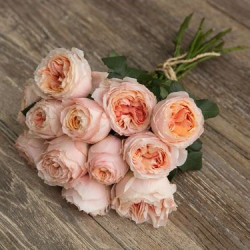 Саженцы розы Принцесса Сакура