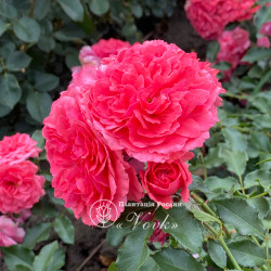 Саженцы розы Розариум Ютерзен