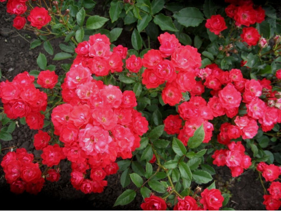 Саженцы розы Ред Моцарт