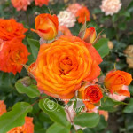 Саджанці троянди Клемантина на штамбі