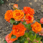 Саджанці троянди Клемантина на штамбі