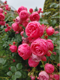 Саженцы розы Помпонелла на штамбе