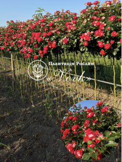 Саженцы розы Руби Стар на штамбе