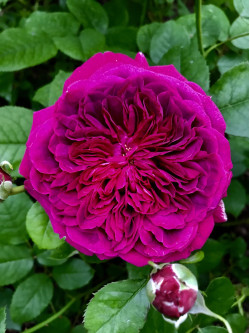 Саженцы розы Вильям Шекспир на штамбе