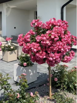 Саджанці троянди Ангела на штамбі