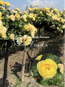 Саженцы розы Каталина на штамбе