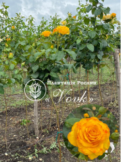 Саженцы розы Керио на штамбе