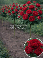 Саженцы розы Тесс на штамбе