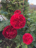 Саджанці троянди Тесс на штамбі