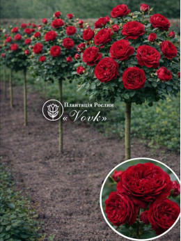 Саженцы розы Тесс на штамбе