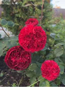 Саджанці троянди Тесс на штамбі