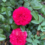 Саджанці троянди Тесс на штамбі