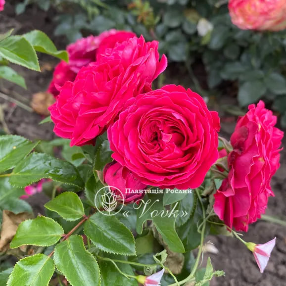Саджанці троянди Тесс на штамбі