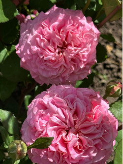 Саженцы розы Эшли на штамбе