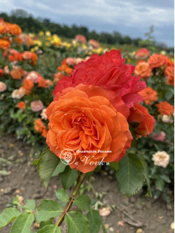 Саженцы розы Эмильен Гийо на штамбе