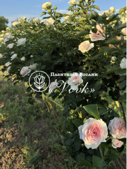 Саженцы розы Мария Терезия на штамбе