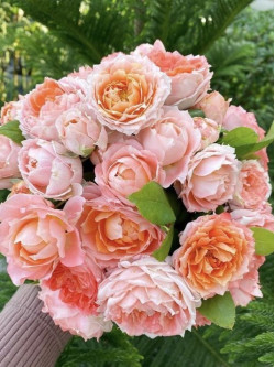 Саженцы розы Принцесса Сакура на штамбе