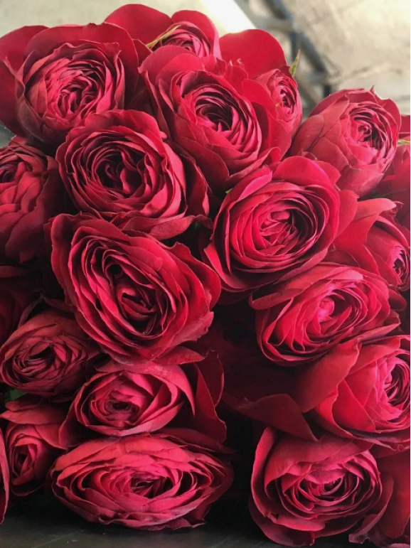 Саджанці троянди Ред Лейс на штамбі