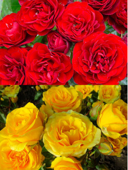 Саженцы розы Торнадо / Жёлтая Кукла на штамбе