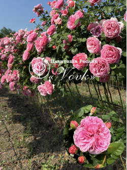 Роза Принцесса Александра Кентская штамб