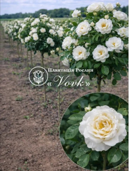 Саженцы розы Гирлянд де Амур на штамбе