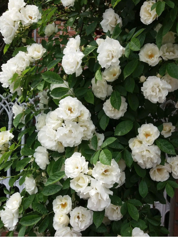 Саджанці троянди Гірлянд де Амур на штамбі