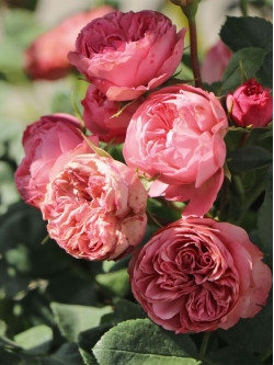 Саженцы розы Плейфул Рококо на штамбе