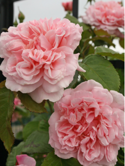 Саженцы розы Розе де Толбиак на штамбе