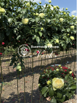 Саджанці троянди Ведінг Піано на штамбі