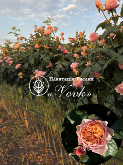 Саженцы розы Вувузела на штамбе