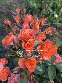 Саджанці троянди Алегрія на штамбі