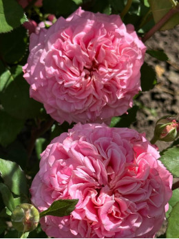 Саджанці троянди Ешлі на штамбі