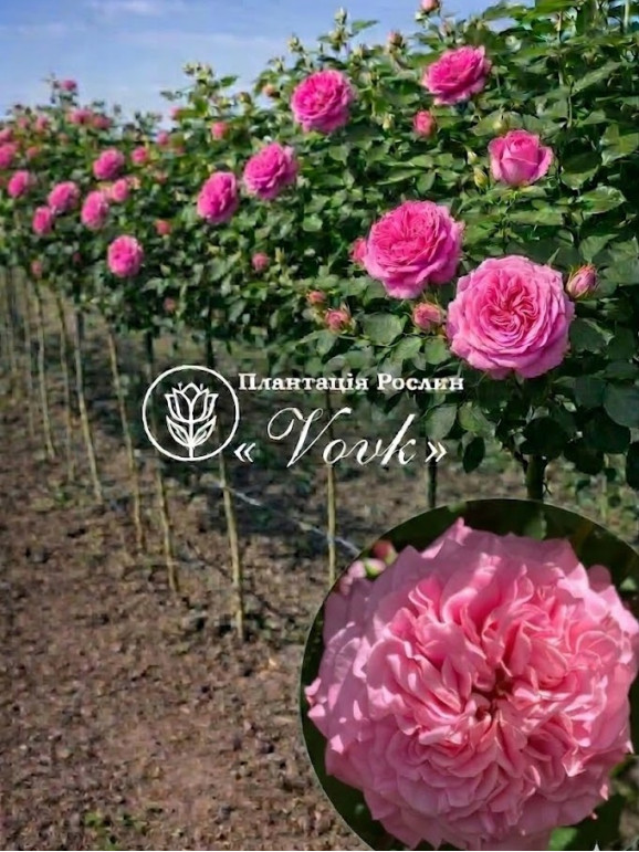 Саженцы розы Эшли на штамбе