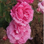 Саженцы розы Эшли на штамбе