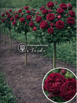 Саженцы розы Фальстаф на штамбе