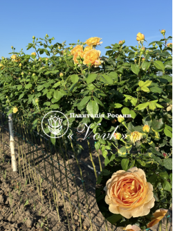 Саженцы розы Голден Селебрейшен на штамбе