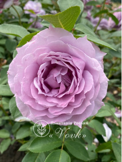 Саджанці троянди Новаліс на штамбі