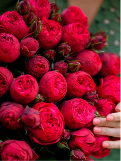 Саджанці троянди Ред Піано на штамбі