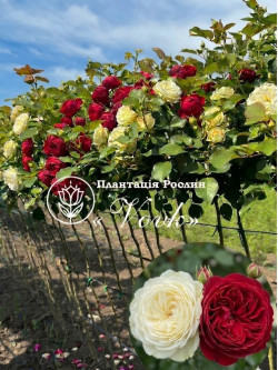 Саженцы розы Веддинг Пиано / Ред Пиано на штамбе