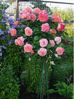 Саджанці троянди Августа Луїза на штамбі