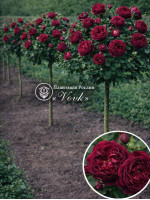 Саженцы розы Фальстаф на штамбе