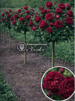 Саженцы розы Фальстаф на штамбе