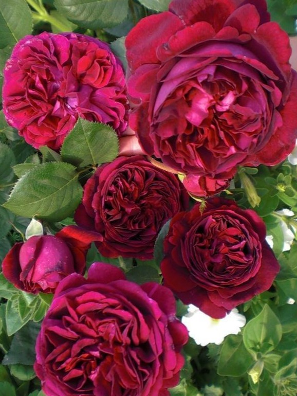 Саджанці троянди Фальстаф на штамбі