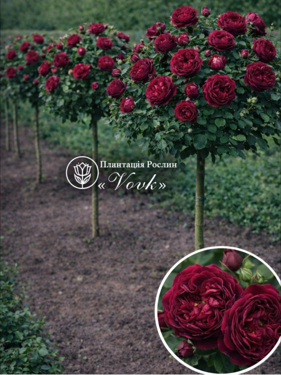 Саженцы розы Фальстаф на штамбе
