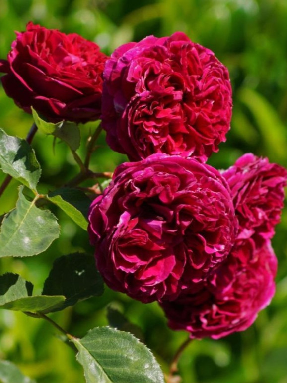 Саджанці троянди Фальстаф на штамбі