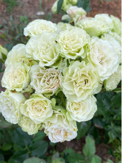 Саженцы розы Лувиана на штамбе