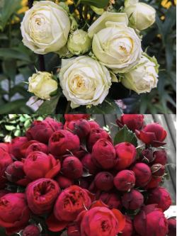 Саженцы розы Веддинг Пиано / Ред Пиано на штамбе