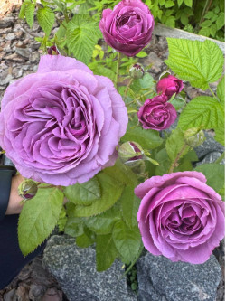 Саджанці троянди Блу Скай Фрі на штамбі