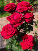 Саджанці троянди Експлорер на штамбі